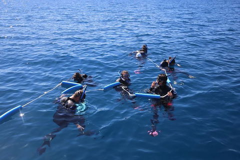 Hervey Bay Whale Swim And Watch - Kawana Tourism 8