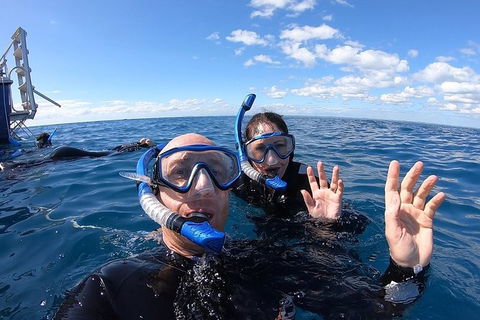 Hervey Bay Whale Swim And Watch - Kawana Tourism 4