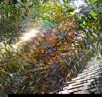 O'Reilly's Lamington National Park and Treetop Canopy Tour - Kawana Tourism