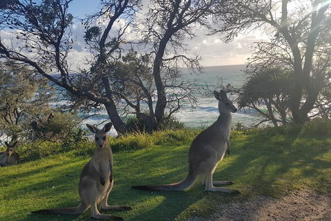 Full-Day Tour To North Stradbroke Island From Brisbane - Kawana Tourism 9