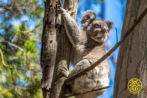 Full-Day Tour To North Stradbroke Island From Brisbane - Kawana Tourism 8
