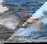 Noosa Oceanrider Scenic Dolphin Safari - Kawana Tourism