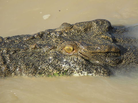 Darwin Jumping Crocodiles Cruise On Adelaide River - Kawana Tourism 4