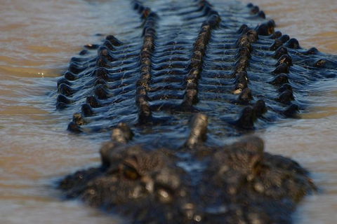 Darwin Jumping Crocodiles Cruise On Adelaide River - Kawana Tourism 1