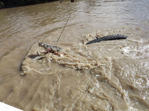 Darwin Jumping Crocodiles Cruise On Adelaide River - Kawana Tourism 8