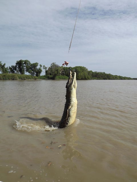 Darwin Jumping Crocodiles Cruise On Adelaide River - Kawana Tourism 2