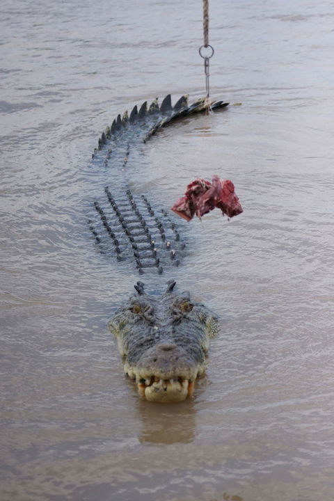 Darwin Jumping Crocodiles Cruise On Adelaide River - Kawana Tourism 7