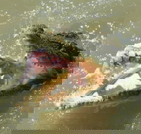Darwin Jumping Crocodiles Cruise on Adelaide River - Kawana Tourism