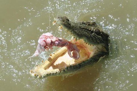 Darwin Jumping Crocodiles Cruise On Adelaide River - Kawana Tourism 0