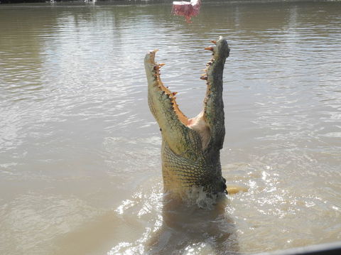 Darwin Jumping Crocodiles Cruise On Adelaide River - Kawana Tourism 5