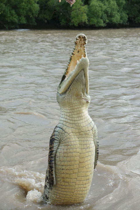 Darwin Jumping Crocodiles Cruise On Adelaide River - Kawana Tourism 6