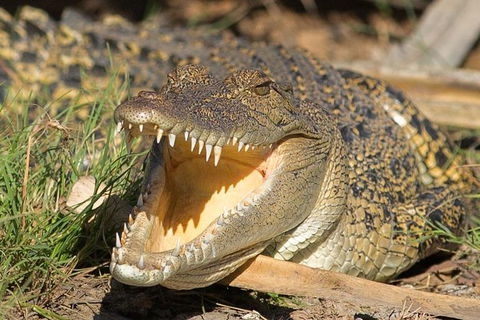 1 Day Corroboree Billabong Wetland Experience Including 2.5 Hour Cruise + Lunch - Kawana Tourism 1
