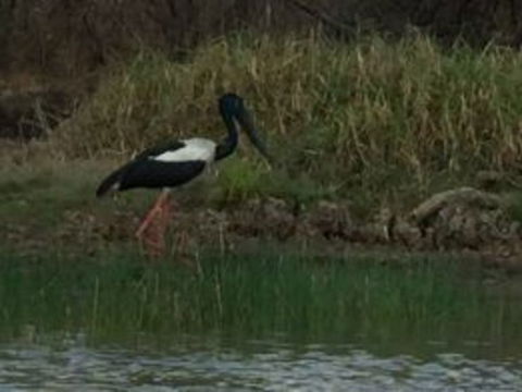 1 Day Corroboree Billabong Wetland Experience Including 2.5 Hour Cruise + Lunch - Kawana Tourism 3