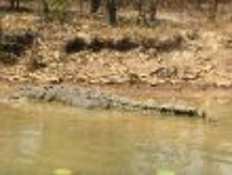 1 Day Corroboree Billabong Wetland Experience Including 2.5 Hour Cruise + Lunch - Kawana Tourism 6