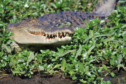 3-Day Kakadu National Park And Waterfalls Tour From Darwin - Kawana Tourism 5