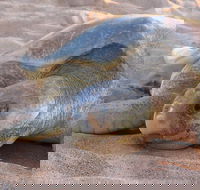 Turtle Tracks Tour to Bare Sand Island from Darwin - Kawana Tourism