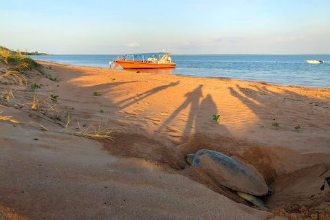Turtle Tracks Tour To Bare Sand Island From Darwin - Kawana Tourism 4