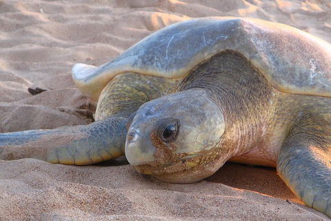 Turtle Tracks Tour To Bare Sand Island From Darwin - Kawana Tourism 2