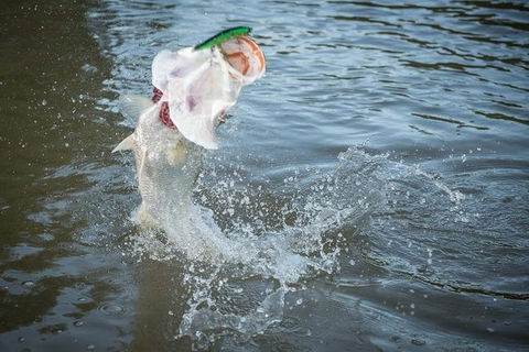 Multi-Day Fishing Safari From Darwin Staying Aboard A Mother Ship - Kawana Tourism 9