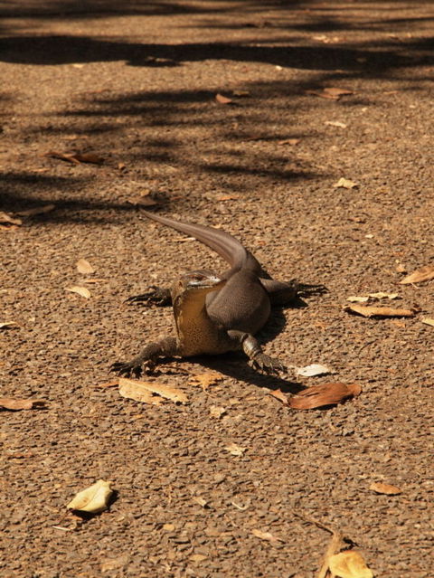 Katherine Day Tour From Darwin Including Katherine Gorge Cruise - Kawana Tourism 9