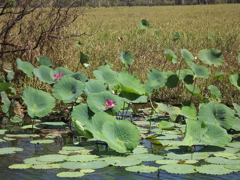Katherine Day Tour From Darwin Including Katherine Gorge Cruise - Kawana Tourism 15