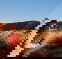 Uluru Sunrise and Kata Tjuta Half Day Trip - Kawana Tourism