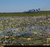 230pm Safari Cruise 1.5 Hours - Kawana Tourism