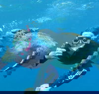 3-Hour Sea Turtle Snorkeling Experience in Byron Bay - Kawana Tourism