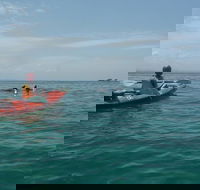 Kayaking with Dolphins in Byron Bay Guided Tour - Kawana Tourism