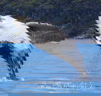 Whale Watching Jervis Bay - Kawana Tourism