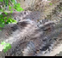 Byron Bay Wildlife Safari - Kawana Tourism