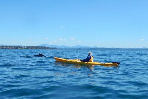 Whale Watching By Sea Kayak In Batemans Bay - Kawana Tourism 2