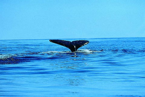 Whale Watching By Sea Kayak In Batemans Bay - Kawana Tourism 3