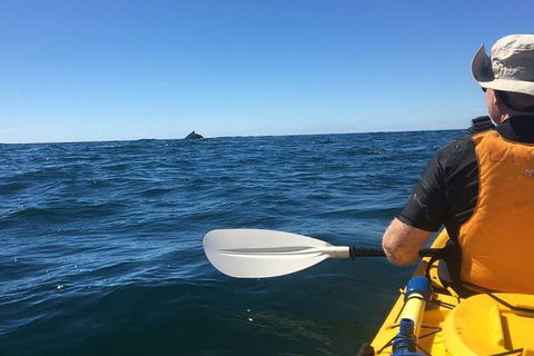 Whale Watching By Sea Kayak In Batemans Bay - Kawana Tourism 7