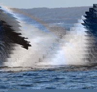 Jervis Bay Whale Watching Tour - Kawana Tourism