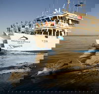 Jervis Bay Dolphin Watch Cruise - Kawana Tourism