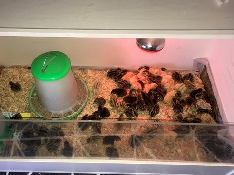 Meet The Animals - Kawana Tourism 2