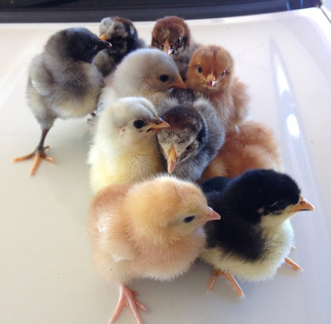 Meet The Animals - Kawana Tourism 1