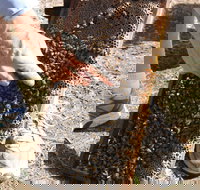 Bees on Keswick Island - Kawana Tourism