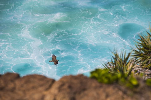 Birdwatching On The Fraser Coast - Kawana Tourism 0