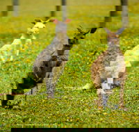 Bordertown Wildlife Park