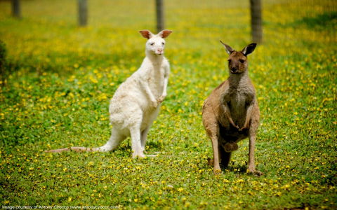 Bordertown Wildlife Park - Kawana Tourism 0