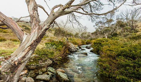 Dead Horse Gap Walking Track - Kawana Tourism 0