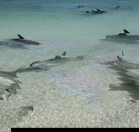 Dolphins of Monkey Mia