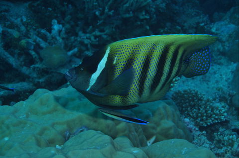 Frankland Islands Dive Site - Kawana Tourism 0