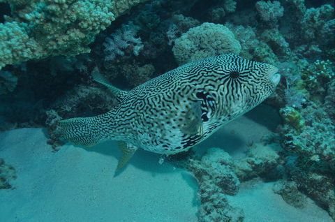 Frankland Islands Dive Site - Kawana Tourism 1