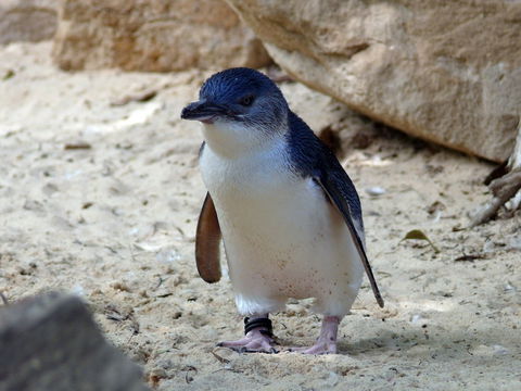 Granite Island Nature Park - Guided Penguin Tours - Kawana Tourism 0
