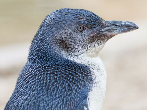 Granite Island Nature Park - Guided Penguin Tours - Kawana Tourism 1