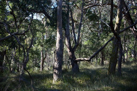 Green's Bush Long Circuit Walk - Kawana Tourism 0