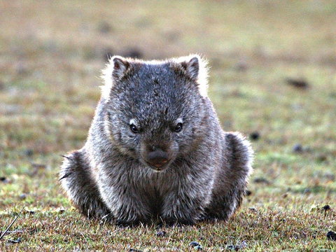 Greens Beach - Kawana Tourism 2